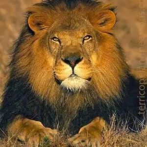 Meet your Posher, Henry